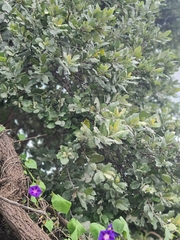 Brachylaena rotundata