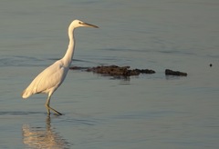 Egretta eulophotes