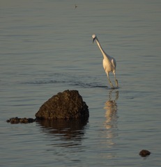 Egretta eulophotes