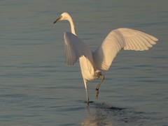 Egretta eulophotes