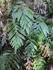 Blechnum colensoi