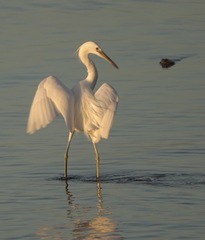 Egretta eulophotes