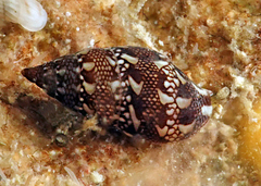 Mitrella bicincta