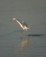 Egretta eulophotes