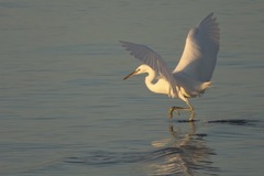 Egretta eulophotes