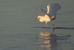 Egretta eulophotes