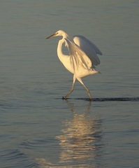 Egretta eulophotes
