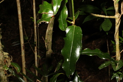 Cinnamomum virens