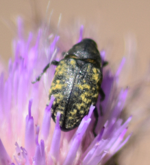 Larinus turbinatus