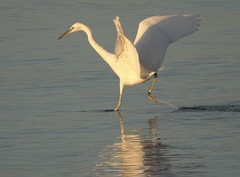 Egretta eulophotes