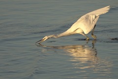 Egretta eulophotes