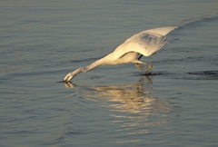 Egretta eulophotes