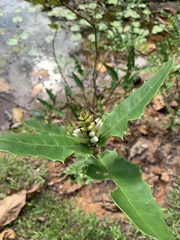 Acanthus ilicifolius
