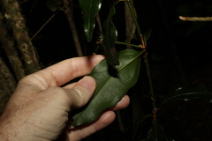 Cinnamomum virens
