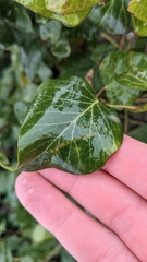 Hedera colchica