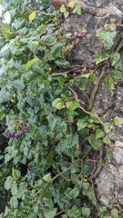 Hedera colchica