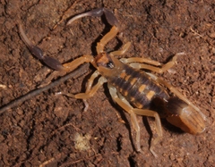 Uroplectes triangulifer