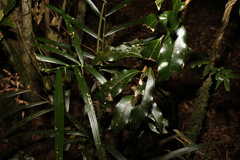 Cinnamomum virens