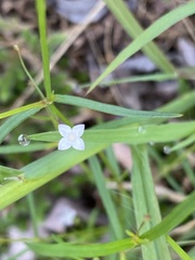 Oldenlandia herbacea