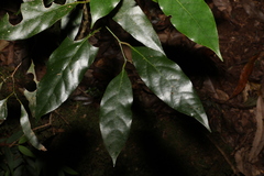 Cryptocarya erythroxylon