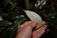 Cryptocarya erythroxylon
