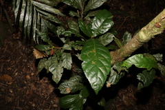 Sloanea australis