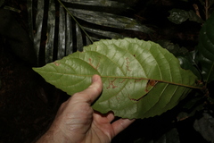 Sloanea australis