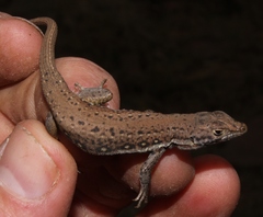 Pedioplanis lineoocellata