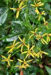 Senecio ovatus
