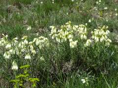 Onosma tanaitica