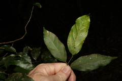 Endiandra muelleri