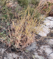 Artemisia schrenkiana