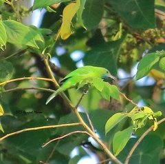 Chloropsis jerdoni