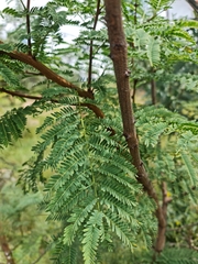 Senegalia caffra