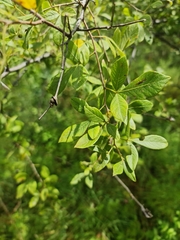 Searsia pyroides