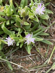 Delosperma herbeum
