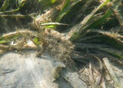 Pseudorhombus jenynsii