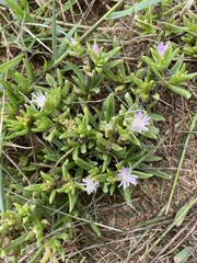 Delosperma herbeum