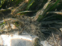 Pseudorhombus jenynsii