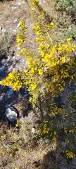Ulex parviflorus