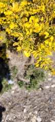 Ulex parviflorus