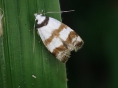 Chezala brachypepla