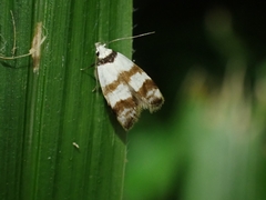Chezala brachypepla