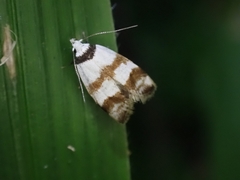 Chezala brachypepla