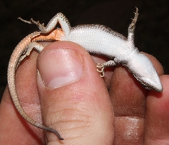 Pedioplanis lineoocellata