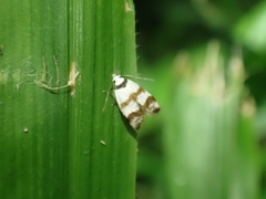 Chezala brachypepla