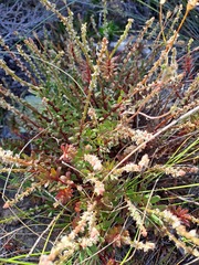 Stackhousia spathulata