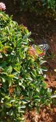 Delias eucharis