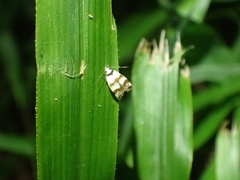 Chezala brachypepla