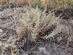Artemisia schrenkiana